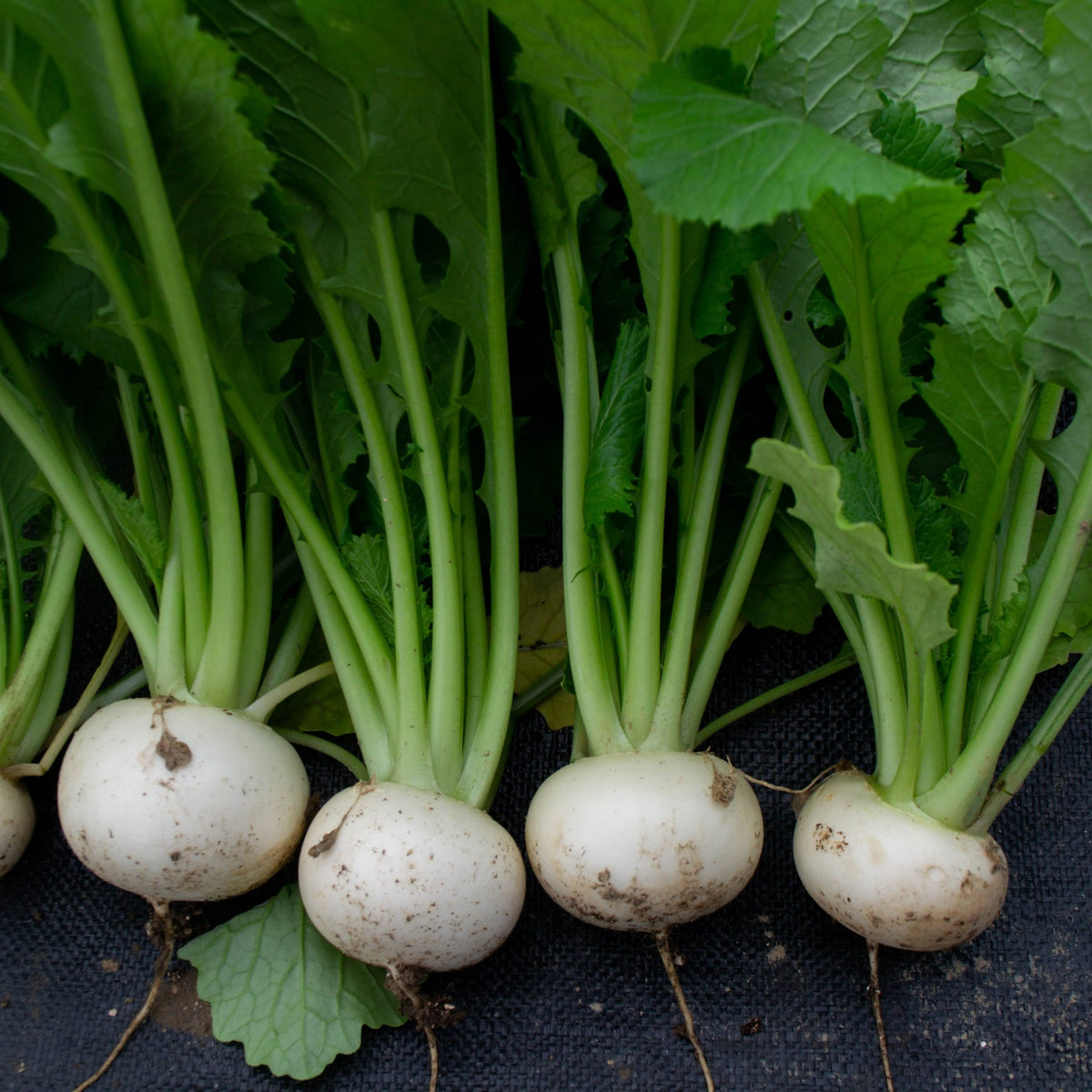 【TOKITA SEEDS】Sweet Kabu seeds - スイートカブの種 - (250 seeds)
