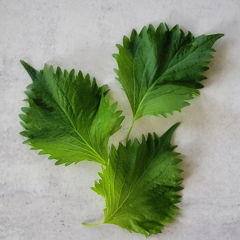 Ohba Shiso Seeds - 大葉の種 -  (250 Seeds)