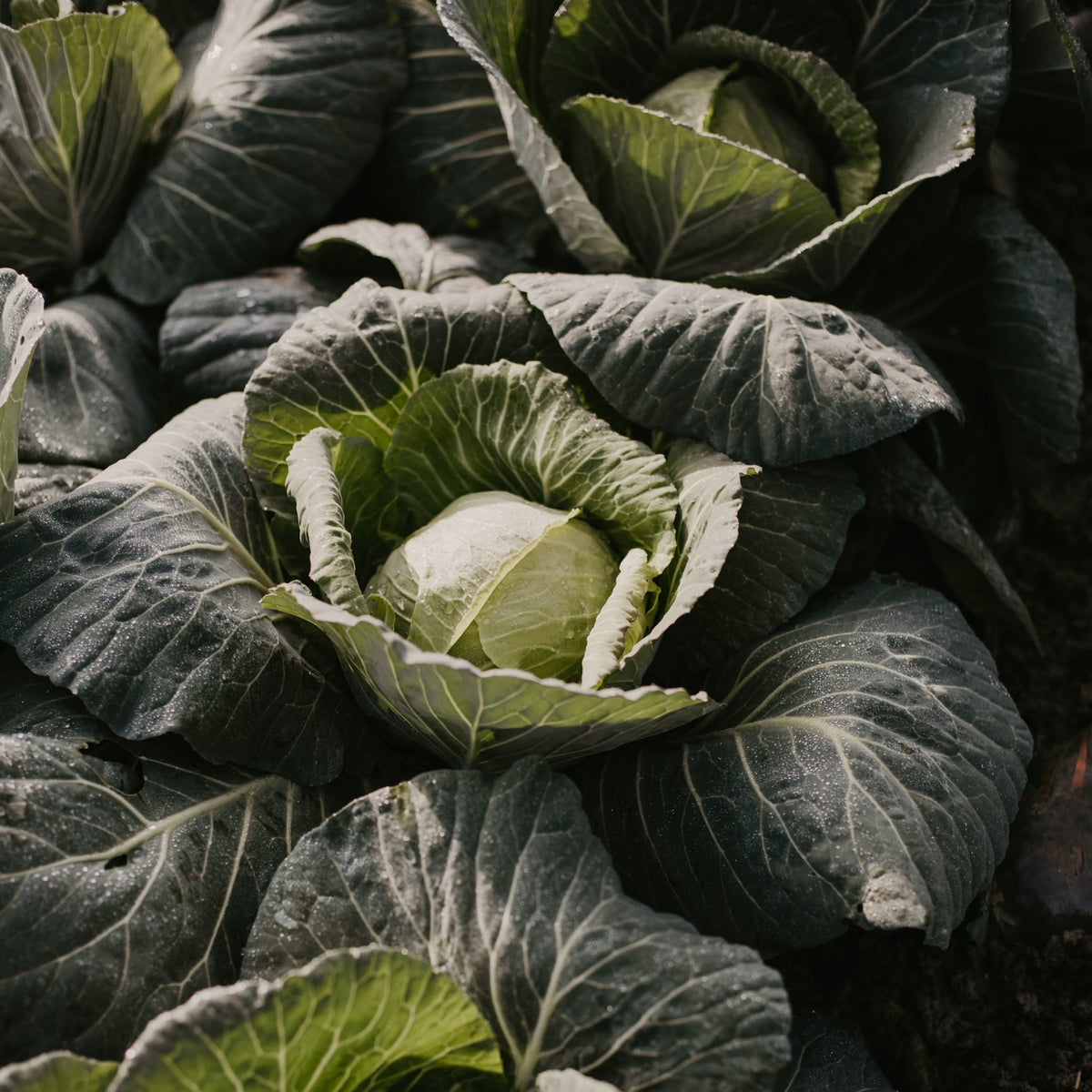 【TOKITA SEEDS】Saku Saku Cabbage seeds - サクサクキャベツの種 - (100 seeds)