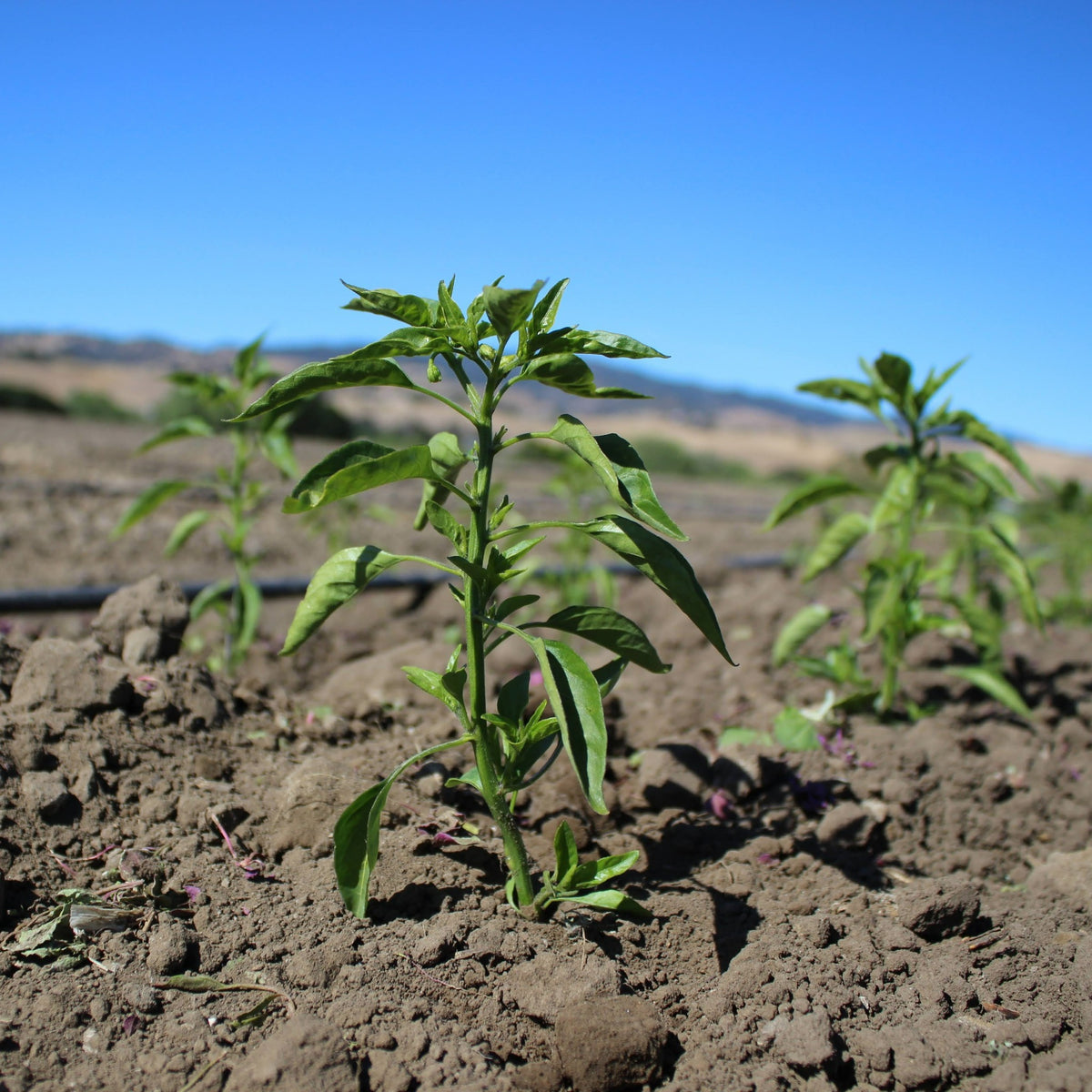 【TOKITA SEEDS】Shishimai Peper seeds - 獅子舞の種 - (25 seeds)