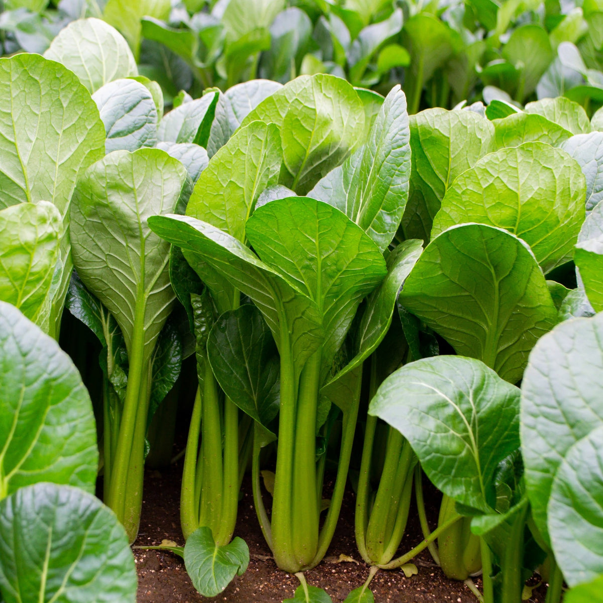 【TOKITA SEEDS】Tatsu Komatsuna seeds - 小松菜の種 - (100 seeds)