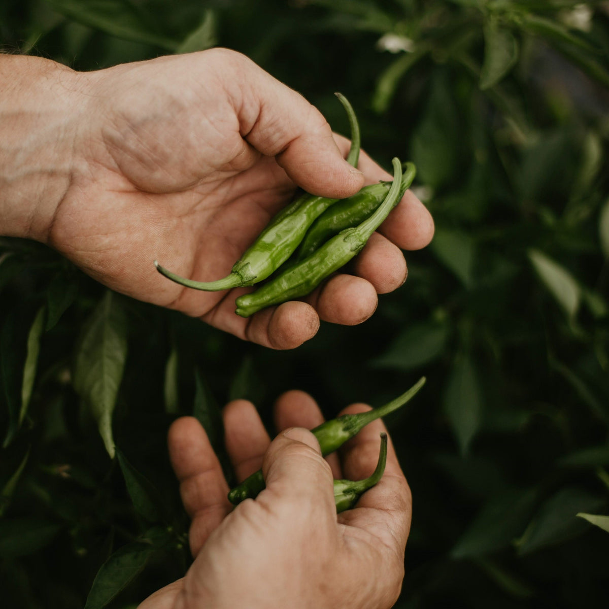 【TOKITA SEEDS】Shishimai Peper seeds - 獅子舞の種 - (25 seeds)