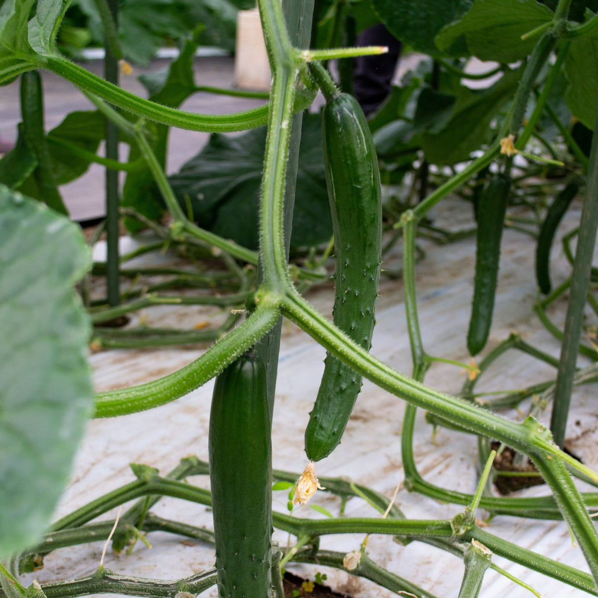 【TOKITA SEEDS】Natsu Cucumber seeds - ナツきゅうりの種 - (25 seeds)