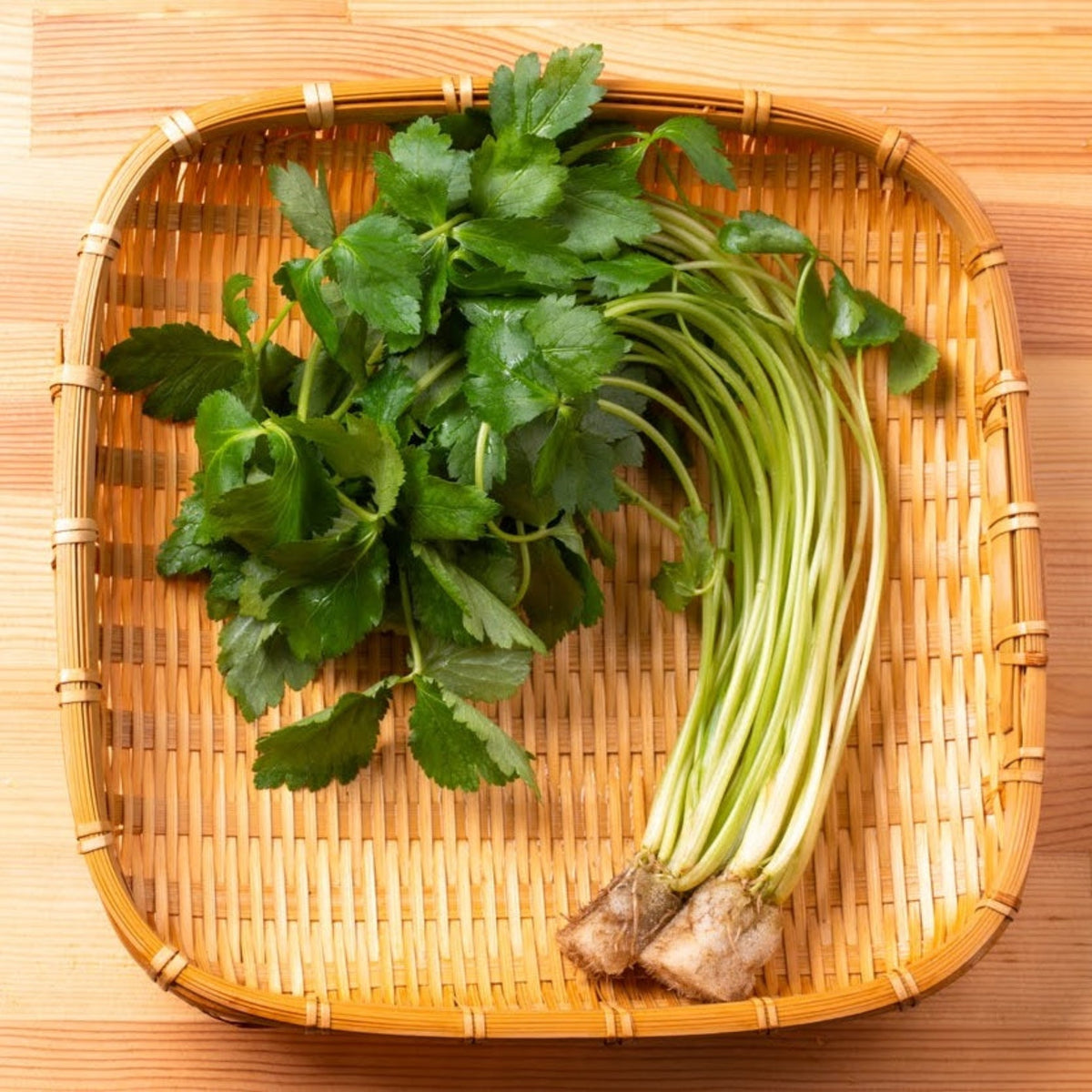 【TOKITA SEEDS】Kansai Mitsuba seeds - 関西三つ葉の種 - (250 seeds)