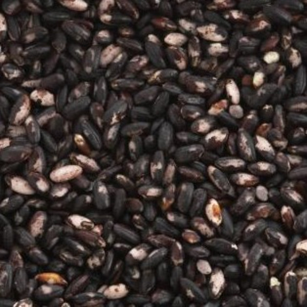 【MORIKA】Millet ”Black Glutinous Rice (Ancient Rice)" -黒もち米(古代米)-