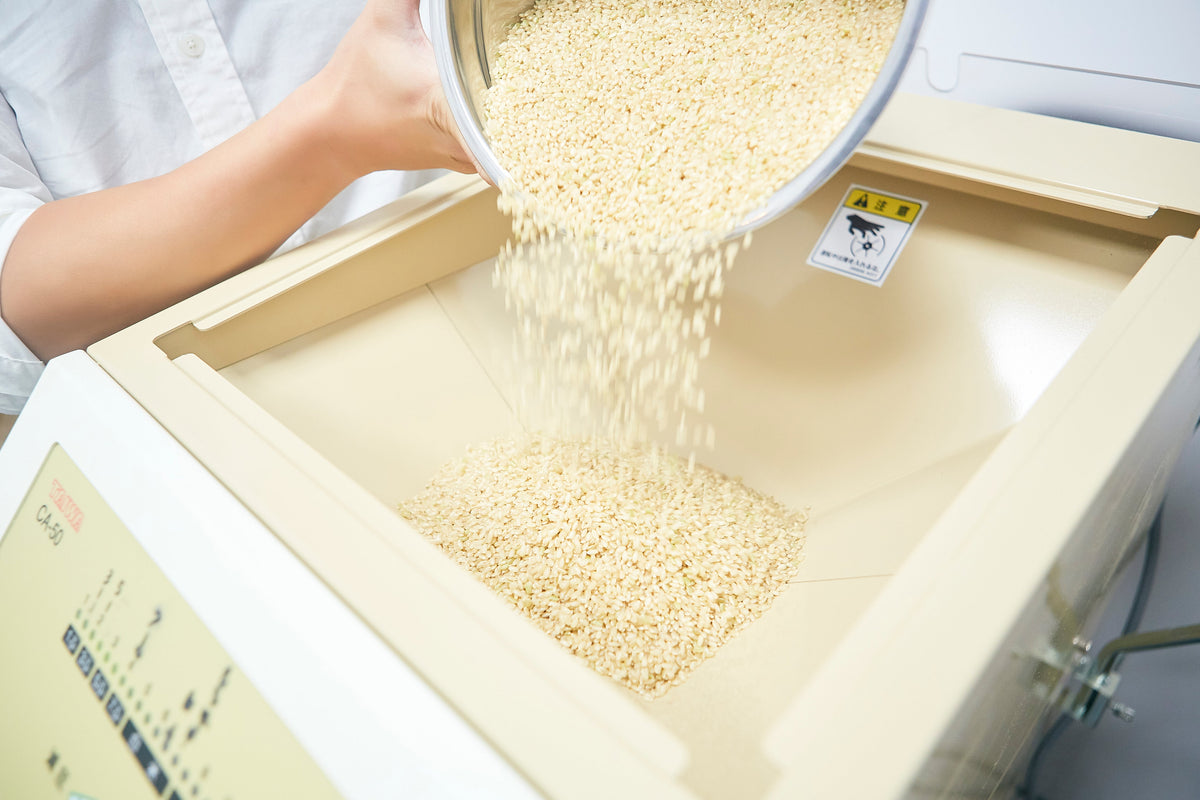 Rice