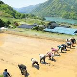 Nagano Kamiakari Natural farming "Only Brown" -自然栽培 長野 カミアカリ 玄米のみ- 2025 Crop
