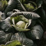 【TOKITA SEEDS】Saku Saku Cabbage seeds - サクサクキャベツの種 -  (100 seeds)