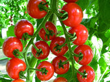 F1 Suncherry Premium Tomato seeds - サンチェリープレミアム種 -  (20 seeds)
