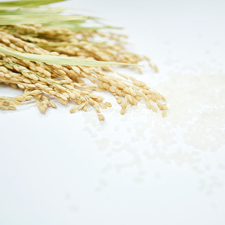 rice plant