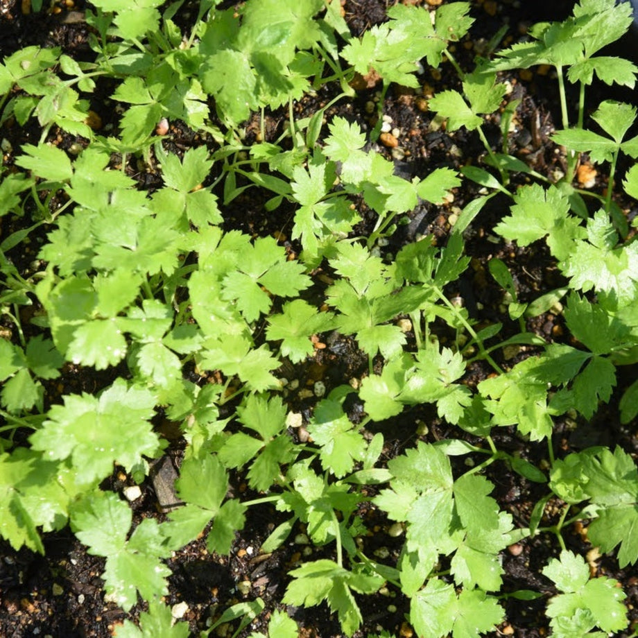 Kanto Mitsuba seeds - 関東三つ葉の種 - (250 seeds) – the rice