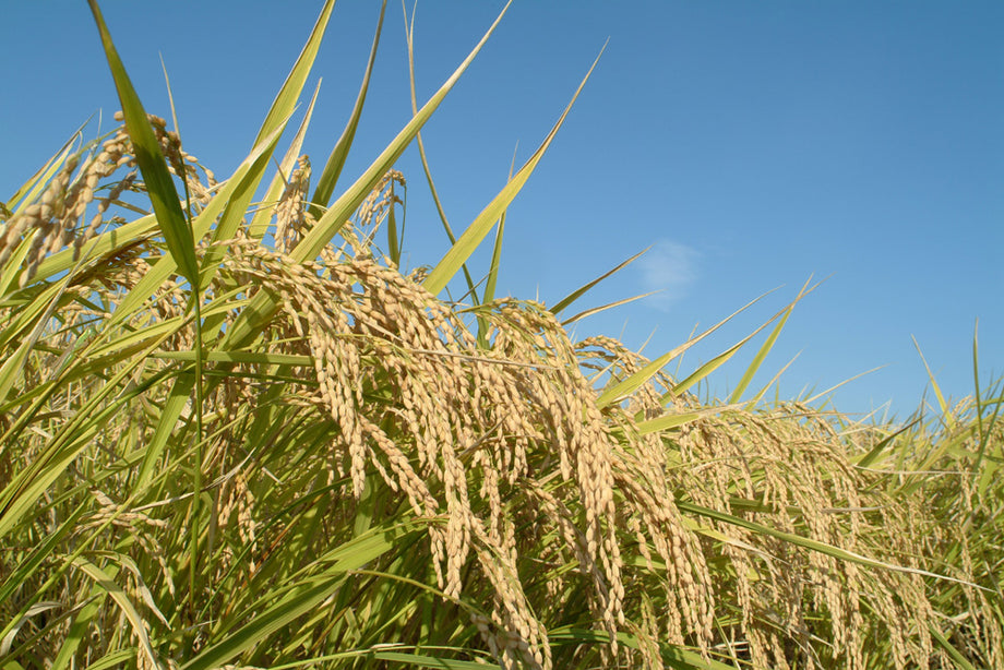 Taste of Japan: Premium Rice Set (6 Varieties)- 特選 : 6銘柄食べ
