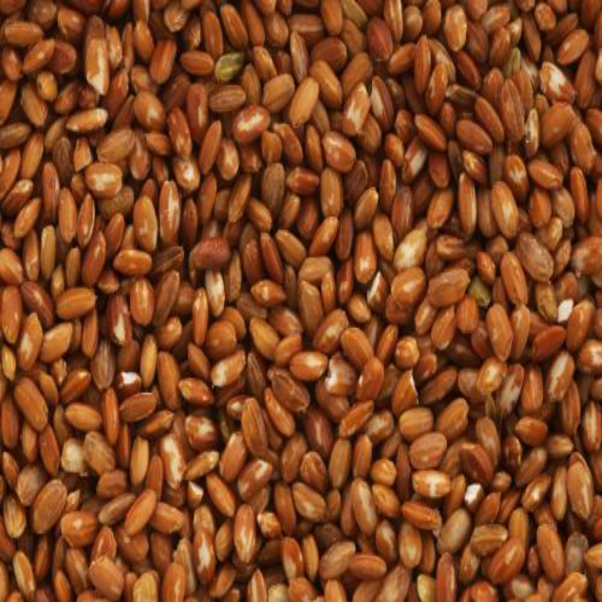 【MORIKA】Millet "Red Glutinous Rice (Ancient Rice)" -赤もち米- 150g