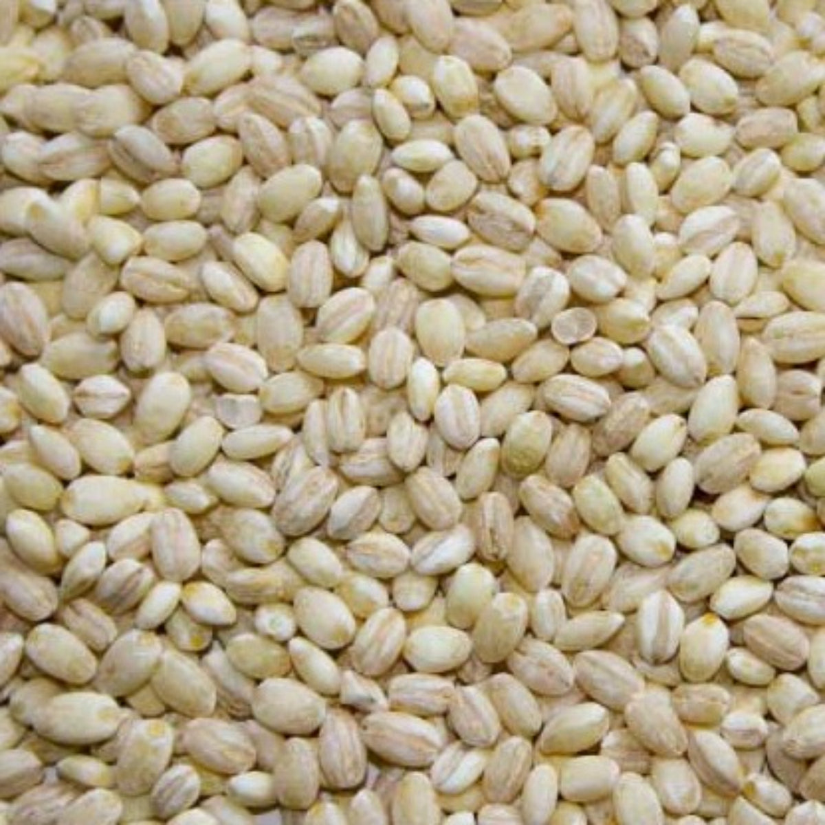 【MORIKA】Millet ”Pearl Barley” -もち麦- 150g