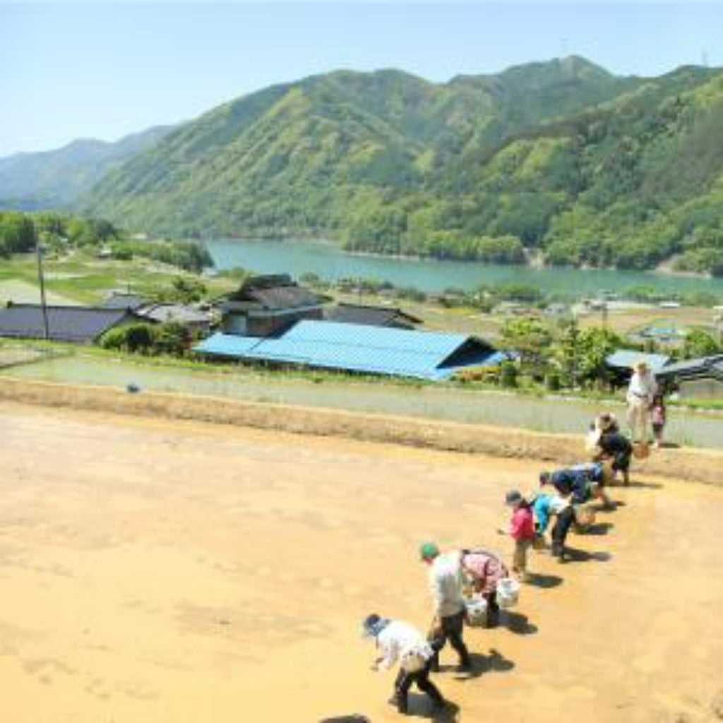 Nagano Kamiakari Natural farming "Only Brown" -自然栽培 長野 カミアカリ 玄米のみ- 2023 Crop