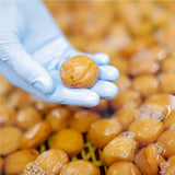 【FUKAMI】Salt Plums "Light Salty"【Japanese Organic】-有機梅干し うすしお味- 100g